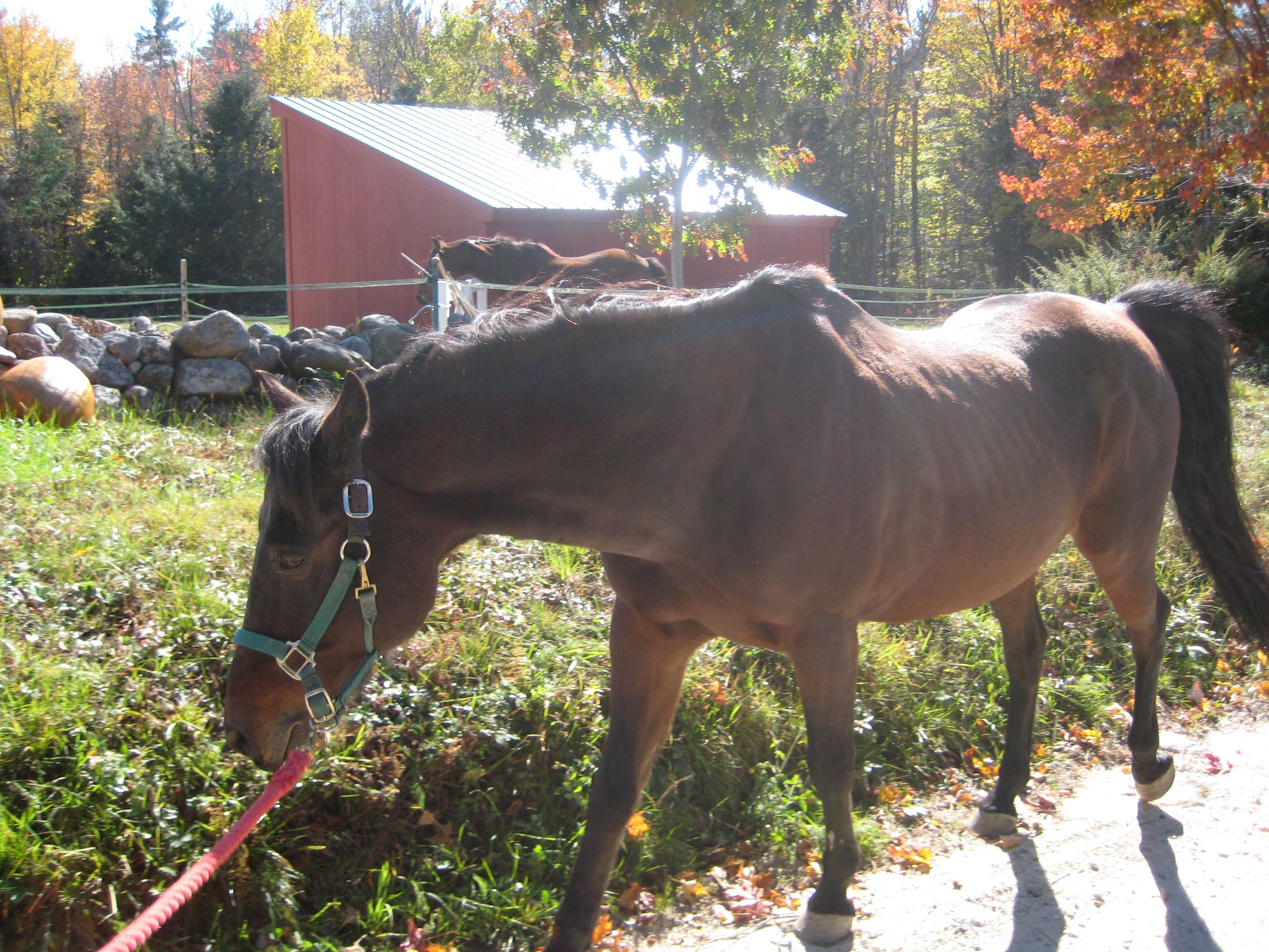 Beau. IR. PPID. During Seasonal Rise. Beau. IR. PPID. During Seasonal Rise.