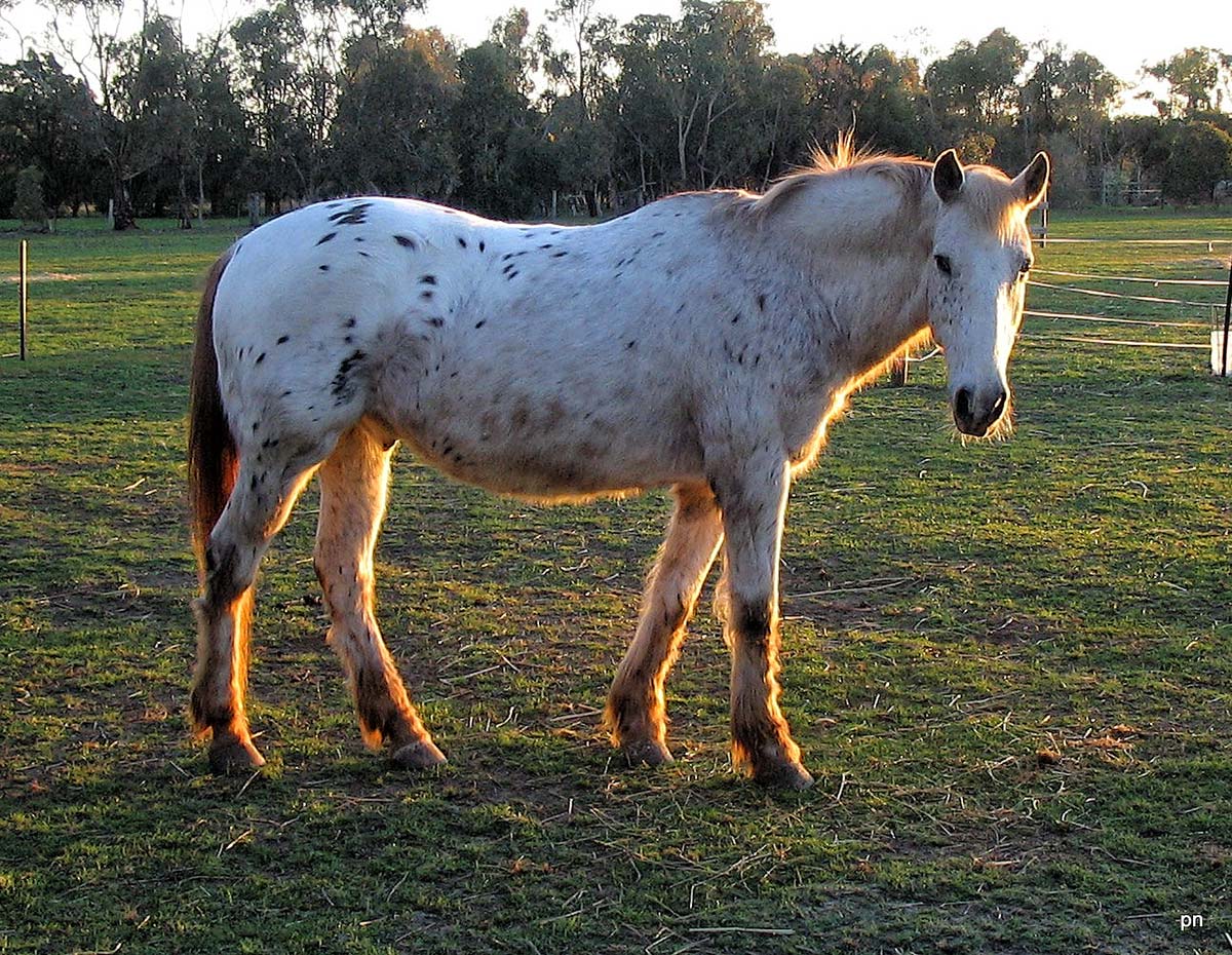 Spur. IR. PPID. Spur. IR. PPID.