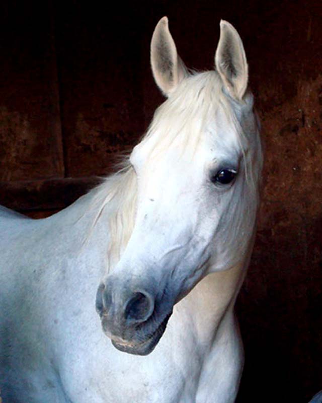 Ursila. IR. PPID. Ursila. IR. PPID.